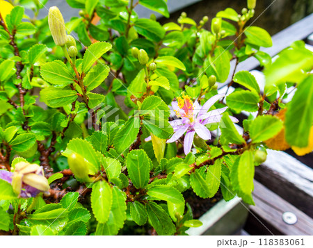 美しく咲いたスレンボク 118383061