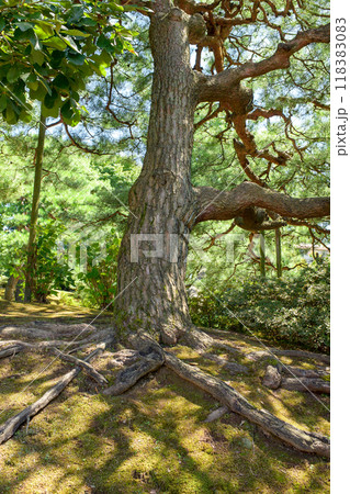 しっかり根を張る美しい松の古木　旧秋田藩主佐竹氏別邸　如斯亭　秋田市 118383083