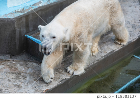 Polar bear in the zoo Polar bear in the zoo 118383137