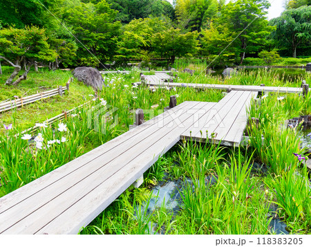 湖畔の八ツ橋の景色 118383205