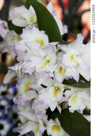 デンドロビウム 118383468