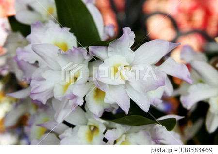 デンドロビウム 118383469