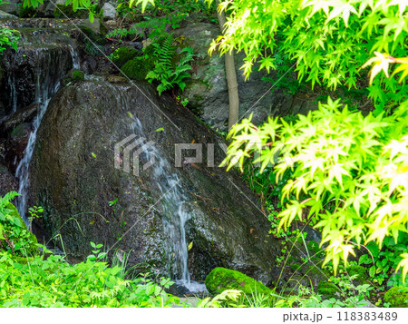 小さな滝とモミジの新緑 118383489