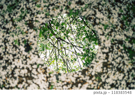 Nature and flora concept - close up of apples tree blossoms reflection in round mirror 118383548