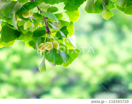 実り始めたかわいい銀杏 118383720