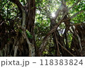 光が差し込むガジュマルの木 118383824