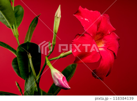 Blooming Dipladenia red on a red background 118384139