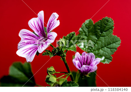 Blooming pink malva sylvestris Zebrina on a red background 118384140