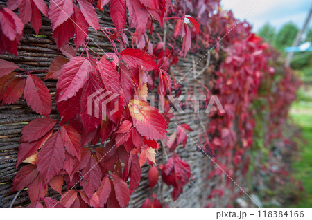 Colorful red leaves of a Virginia creeper 118384166