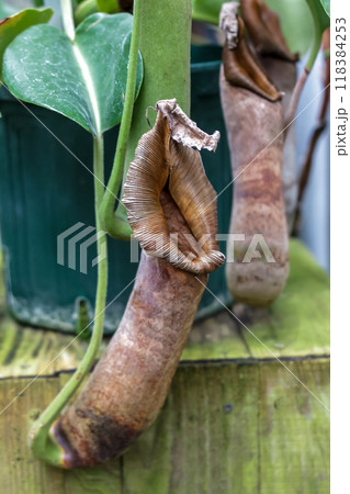 食虫植物であるウツボカズラ（ネペンテス）の容姿 118384253