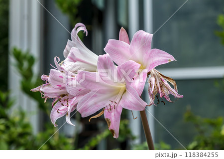 淡いピンクが可愛いネリネの花【ピンクオパール】 118384255