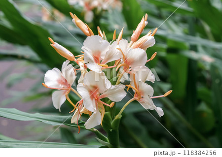日本ではジンジャーと呼ばれるハナシュクシャの花 118384256