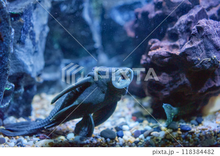 自然 天然 ナチュラル 118384482