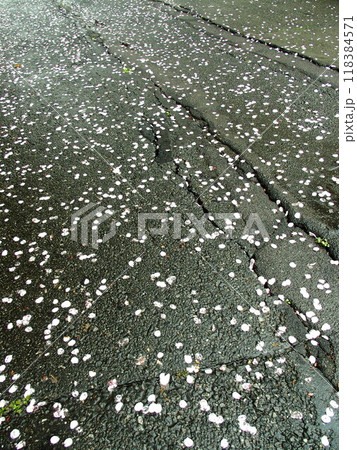 花びら散る桜並木の雨上がりの遊歩道風景 花びら散る桜並木の雨上がりの遊歩道風景 118384571