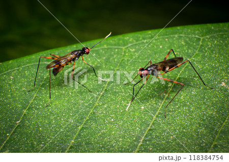 Macro photo of a pair of insects mating on a green leaf Macro photo of a pair of insects mating on a green leaf 118384754