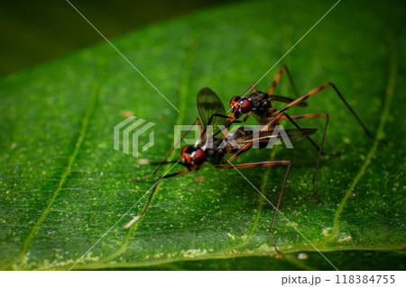 Macro photo of a pair of insects mating on a green leaf Macro photo of a pair of insects mating on a green leaf 118384755