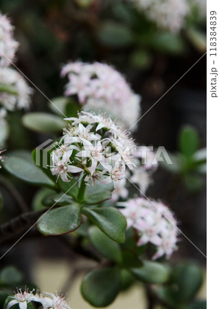 金のなる木の花 金のなる木の花 118384839