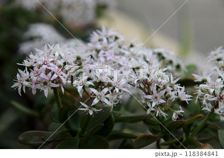 金のなる木の花 金のなる木の花 118384841