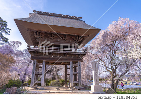 長野県松本市　樹齢500年と言われる安養寺の枝垂れ桜と門 118384853