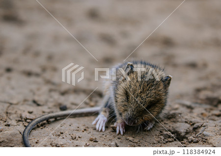 Little wood harvest mouse sleeps on the ground in wildlife Little wood harvest mouse sleeps on the ground in wildlife 118384924