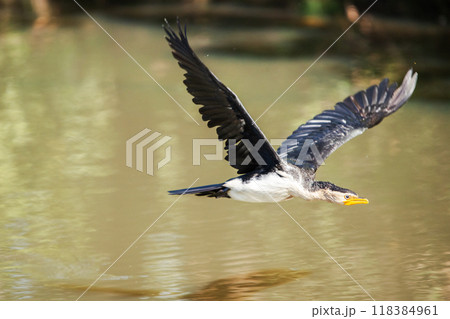 Little Pied Cormorant in flight Little Pied Cormorant in flight 118384961