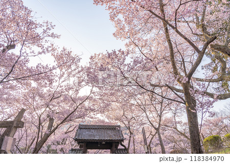 長野県伊那市 天下第一の桜と言われる高遠城址公園満開の桜と問屋門 長野県伊那市 天下第一の桜と言われる高遠城址公園満開の桜と問屋門 118384970