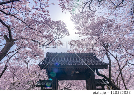 長野県伊那市 天下第一の桜と言われる高遠城址公園満開の桜と問屋門 長野県伊那市 天下第一の桜と言われる高遠城址公園満開の桜と問屋門 118385028