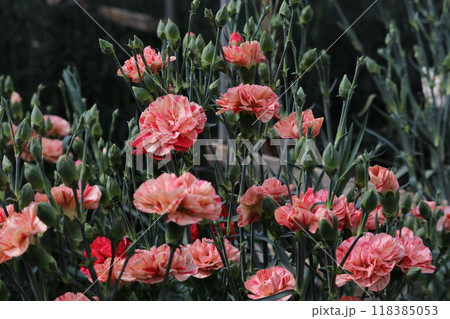 カラフルなカーネーション カラフルなカーネーション 118385053