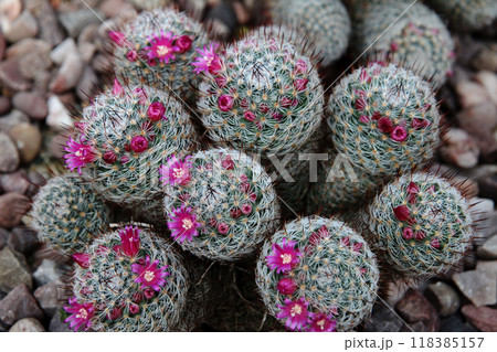 マミラリア 118385157