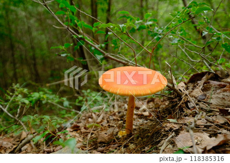 るり渓自然公園内の傘の開いたタマゴダケ るり渓自然公園内の傘の開いたタマゴダケ 118385316