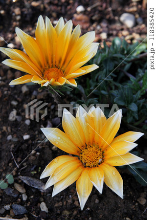 ガザニア ガザニア 118385420