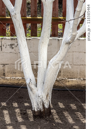 Protection of garden trees Protection of garden trees 118385464