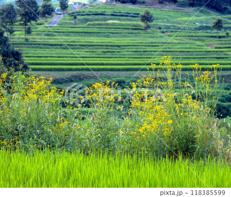 奈良・明日香村、「稲淵の棚田（いなぶちのたなだ）」と秋の七草・オミナエシ（女郎花）/日本の棚田百選 118385599