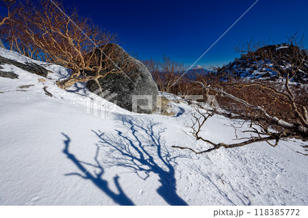 南アルプス鳳凰三山・薬師岳付近のダケカンバ林から見る富士山 118385772