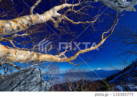 南アルプス鳳凰三山・薬師岳付近のダケカンバ林から見る富士山 118385775