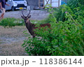 慶良間鹿と共存生活の阿嘉島 118386144