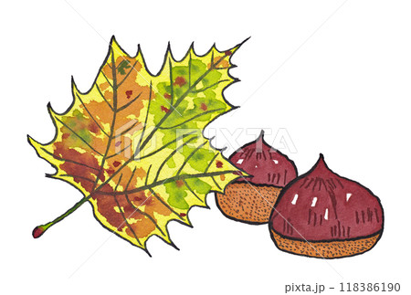 手描きの水彩画(絵手紙)「紅葉したプラタナスの葉」と「栗」二個 手描きの水彩画(絵手紙)「紅葉したプラタナスの葉」と「栗」二個 118386190