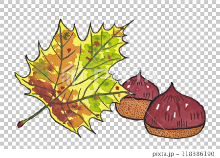 手描きの水彩画(絵手紙)「紅葉したプラタナスの葉」と「栗」二個 手描きの水彩画(絵手紙)「紅葉したプラタナスの葉」と「栗」二個 118386190