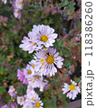 花々花 118386260