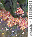 苔の上に落ちた紅葉 118386261