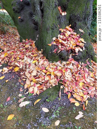苔の上に落ちた紅葉 118386261