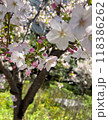 春の公園に咲いた桜 118386262