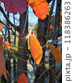 紅葉した葉と日光 118386263