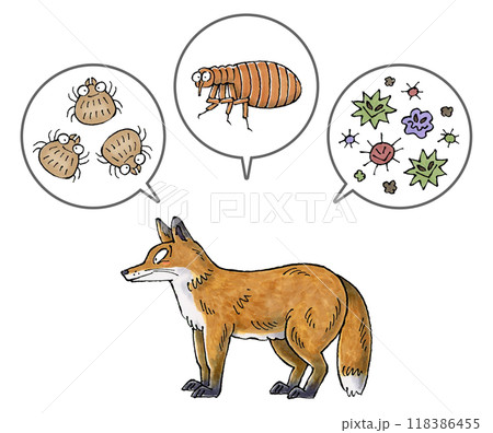 キツネと寄生虫(ダニ、ノミ、病原菌) キツネと寄生虫(ダニ、ノミ、病原菌) 118386455