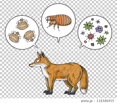 キツネと寄生虫(ダニ、ノミ、病原菌) キツネと寄生虫(ダニ、ノミ、病原菌) 118386455