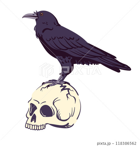 Black raven standing on a human skull. Vector illustration for Halloween. Witch's familiar, magical totem animal, guide to the afterlife. Symbol of death, witchcraft, mysticism and alchemy. Black raven standing on a human skull. Vector illustration for Halloween. Witch's familiar, magical totem animal, guide to the afterlife. Symbol of death, witchcraft, mysticism and alchemy. 118386562