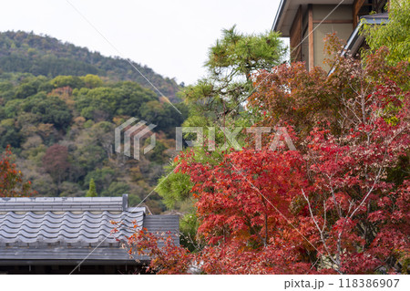 京都嵐山温泉花伝抄と紅葉 118386907