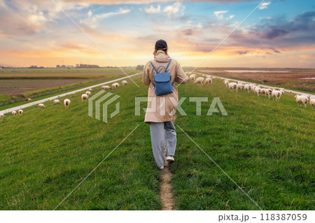 Woman walking many grazing sheep herd scene dike green field pasture meadow grassland North Wadden Sea coast East Friesland Germany warm dramatic sunset sky. Scenic german countryside landscape view Woman walking many grazing sheep herd scene dike green field pasture meadow grassland North Wadden Sea coast East Friesland Germany warm dramatic sunset sky. Scenic german countryside landscape view 118387059