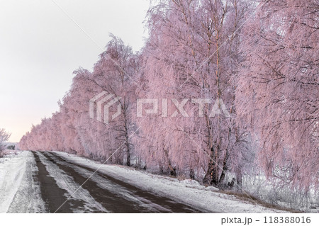 Birch trees in hoarfrost 118388016