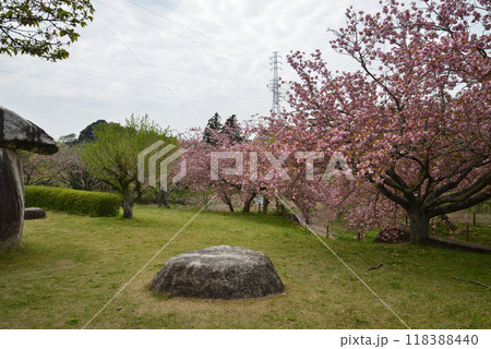 常陸風土記の丘 2024-4-21 #42 常陸風土記の丘 2024-4-21 #42 118388440